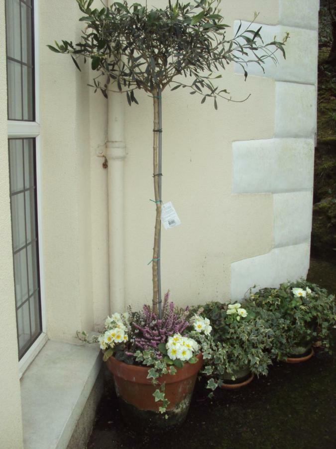 Bed and Breakfast Woodlands Looe Exteriér fotografie